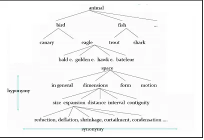 Figure 11: WordNet hierarchy 