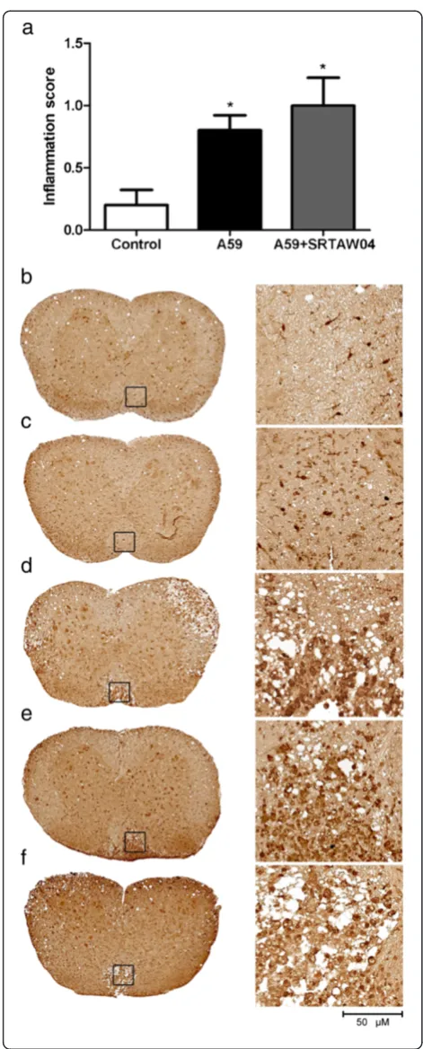 Figure 8 Effects of SRTAW04 on inflammation in the spinal(e)SRTAW04 + EX527 treatment mice