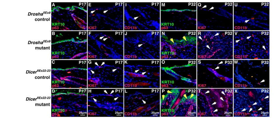 Fig. 4. Krt15-positive stem cells are