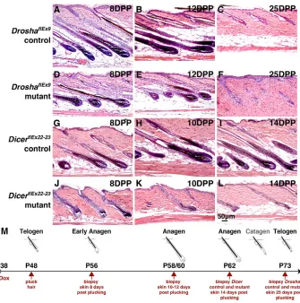 Fig. 5. Anagen defects in DroshaflEx9 andflEx22-23 flEx9