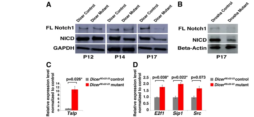 Fig. 8. Decreased levels of full-length Notch1 and NICD and increased expression of Tslplevels were normalized to 1.0