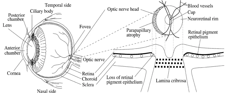 Figure 1: Eye’s Anatomy And Structure Of ONH 