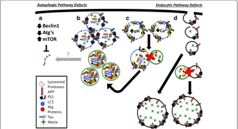 Figure 2 Examples of autophagic and endosomal dysfunction in Alzheimer’s disease (AD)