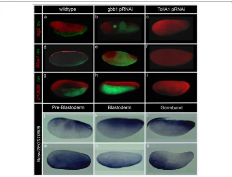 Fig. 9 Characterization ofelongation ( Nasonia transcripts with unexpected responses to pRNAi