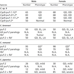 Fig. 6. PUF family knockdown in gonochoristic CaenorhabditisMitotic nuclei are localized to the distal stem cell niche (asterisk) in wild-type females (K), but distributed throughout the gonad in 1(RNAi)DNA (gray) and phospho-histone 3 (PH3, red) staining 