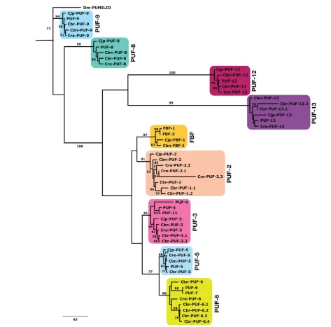 Fig. 1. PUF family phylogeny for five Caenorhabditisregions. Bootstrap support is given for internal branches