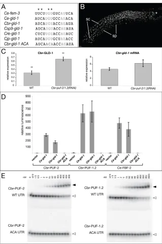 Fig. 4. Cbr-gld-12elegans fem-3from various indicates the invariant core residues mutated inthe ACA variant tested in D,E