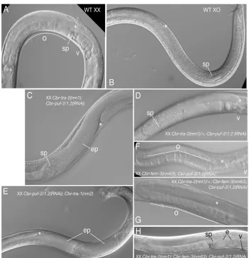 Fig. 5. Interaction between Cbr-puf-