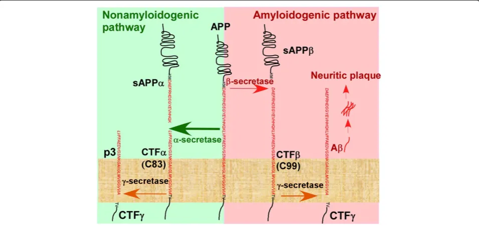 Figure 1 βcleaves APP at multiple sites close to the inner membrane leaflet to produce variants of Acleaved byaggregates to form the core of neuritic plaques in the brain, the pathological hallmark of Alzheimerpeptide, Aγ-Amyloid precursor protein processi