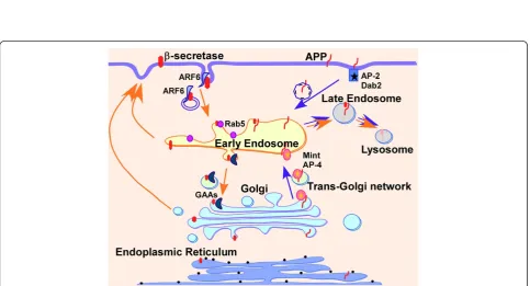 Figure 2 βinteracts with-Amyloid precursor protein trafficking. β-Amyloid precursor protein (APP) matures through the constitutive secretory pathway from theendoplasmic reticulum to the plasma membrane (PM)