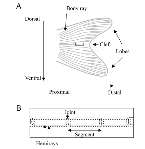 Fig. 1. Morphology of the zebrafish caudal fin. (A)A bi-lobedcaudal fin showing bony fin rays
