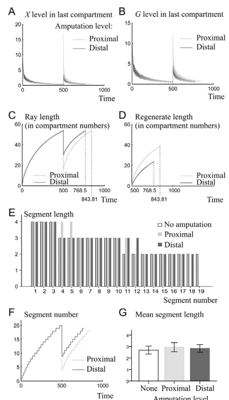Fig. 3. Visual output of ray growth and joint formation duringdevelopment and regeneration