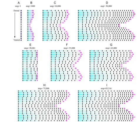 Fig. 6. Whole-fin model of ray growth and joint patterning during development and regeneration