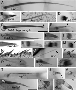 Fig. 1. Bristle phenotypes. (neur-Gal4/+from white prepupal stage to adult. All images were taken at 10magnification