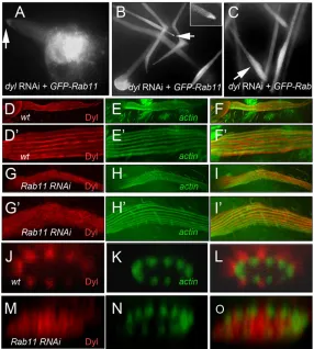 Fig. 6. Dyl and Rab11 localization in bristles. (Rab11 localization in bristle expressing A-C)GFP-dyl RNAi at (A) 29