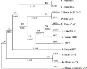 Figure 3.13: Phylogenetic Tree Of Host SARS Co-V  Are Simulated In Matlab. 