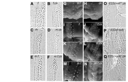 Fig. 6. Svb target genes modify the ckmorphology of denticles in the denticle belts. (arrangement of distinct denticle types within a belt