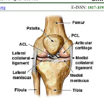 Figure 2: Cartilage of Knee Bone [MMG 2011] 