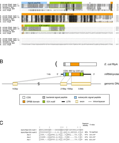 Figure 2Structure of the aphid RlpAStructure of the aphid RlpA. (A) ClustalX alignment of amino acid sequences of RlpAs