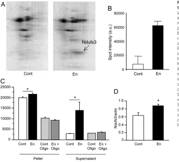 Fig. 2. Engrailed stimulates protein