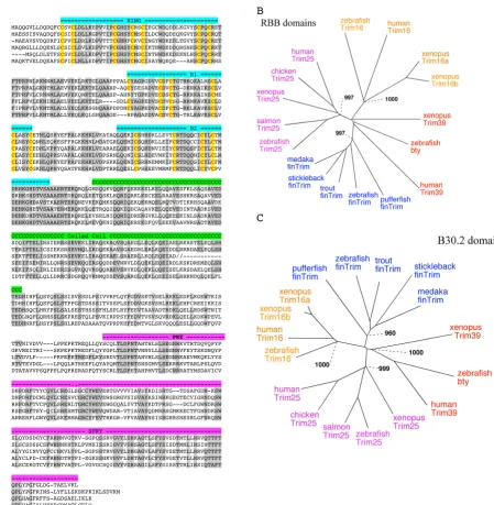 Figure 4finTRIMs represent a teleost-specific multigenic familyfinTRIMs represent a teleost-specific multigenic family