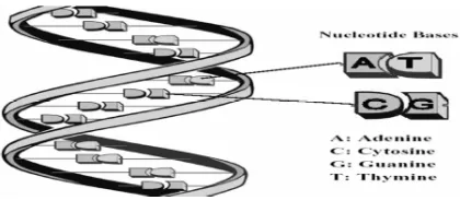 Figure 1: A schematic of the DNA double helix  