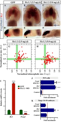 Fig. 7. Six3.2 and Sox2 differentially bind to Foxg1(injected with significantly expand or abrogate (open arrowhead in F) hypothalamic lateral (D-F) views of enhancers and regulate their expression