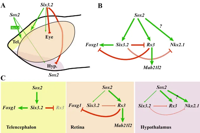 Fig. 8. Proposed gene regulatorynetwork involved in anterior forebrainpatterning. (A)The dose-dependentrequirement of Sox2 and Six3.2 fortelencephalic, retinal and hypothalamicpatterning