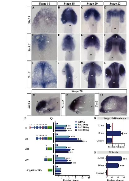 Fig. 1. Sox2normalised to control. (Di, diencephalon; ef, eye field; l, lens; m, mesencephalon; ov, optic vesicle; se, surface ectoderm; th, thalamus; t, telencephalon