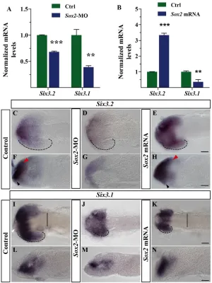 Fig. 2. Sox2 regulates Six3.2 expression in vivo.(A,B)Six3.2 and Six3.1 mRNA levels (mean + s.e.m.)