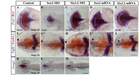 Fig. 3. Interference with Sox2Fezlembryos treated as indicated and hybridised with probes forexpression of  and Six3.2 expression alters anterior neural plate patterning