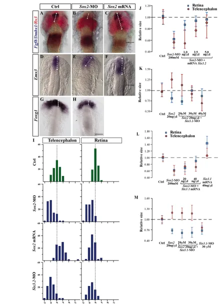 Fig. 4. Sox2embryos injected as indicated. The size of the telencephalon and retina was quantified according to hybridised with probes for telencephalic (cMO