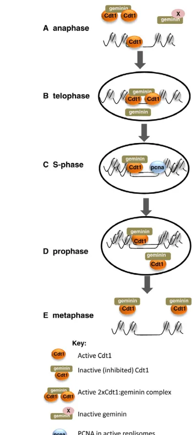 Fig. 8. Model of Cdt1:geminin interaction in early Xenopus