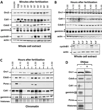 Fig. 1. Cdt1 and geminin cellularlevels. stage 1 (A) and stage 7 (B) were used.Extract from one oocyte, egg or embryowas loaded per time point onto a gel andimmunobloted for Orc1 or Orc2, Cdt1,Cdc6 and geminin