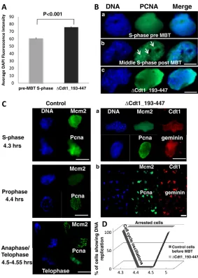 Fig. 6. Disruption of the Cdt1 protein level triggers cellcycle arrest. (A)Increase in average DAPI fluorescence