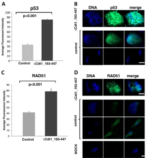 Fig. 7. Functional downregulation of geminin resultsin significant increase in p53 and RAD51 level onchromatin