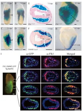 Fig. 1. DMME recapitulated the early Flk1 stained transgenic line (line#711). The transverse section at 7.5 dpcshowed primitive streak, similar to endogenous corresponds to the notation ‘E’ and ‘F’ in A,B)