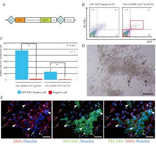 Fig. 3. Flk1-DMME recapitulating multipotent