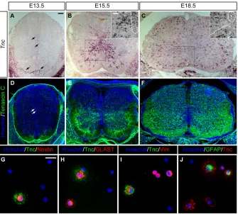 Fig. 1. Tnc is expressed by NPCs andastrocytes at the end of embryonic spinalexpressing cells were evenly distributedthroughout the grey and white matter