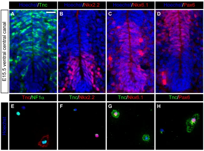 Table 1. Immunocytochemical analysis of acutely dissociated spinal cord cells