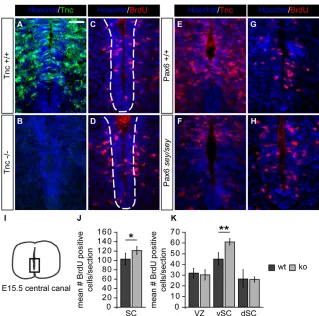 Fig. 3. BrdU incorporation analysis revealed anincreased proliferation of NPCs in the Tnc-deficient spinal cord between E14.5 and E15.5.(A,B)Immunoreactivity for Tnc was strong around