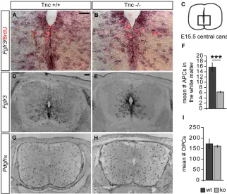 Fig. 4. Tnc deficiency leads to a sustained