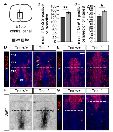 Fig. 7. Tnc regulates growth factor responsiveness duringgliogenesis in the developing spinal cord.neurospheres grown in the presence of FGF2 was not different for bothages