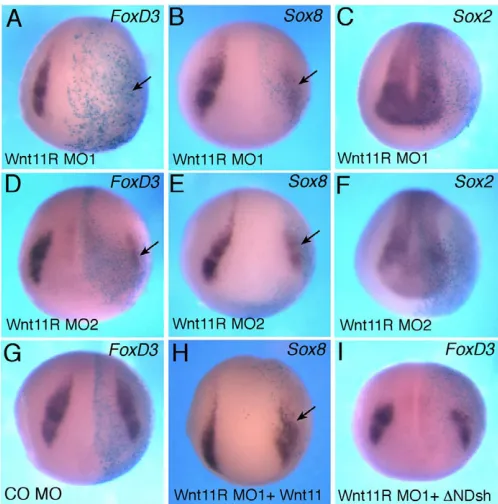 Fig. 4. Wnt11R is essential for neural crest specification.(A-F)Xenopus embryos were injected with the indicated MOs or RNAsand processed for in situ hybridization as described in Fig