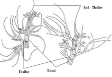 Figure cylinder end Thallus 