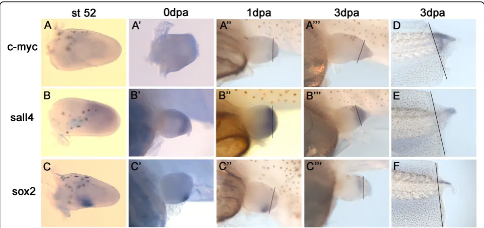 Figure 2 In situmRNA is expressed in the entire regeneration bud of a 3 dpa tail and is much stronger than in limbs.mainly seen in the distal tip of the regenerating tail.expressed diffusely in the distal mesenchyme of the developing limb bud and after amp