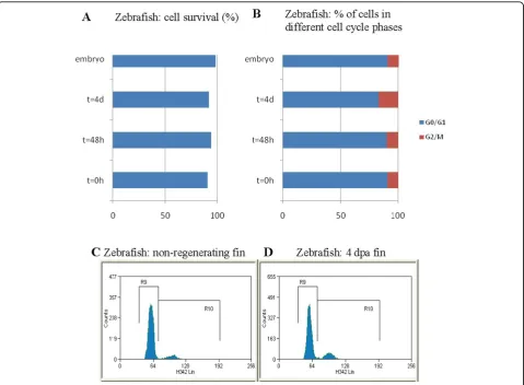 Figure 3 Cell cycle analysis. (A) Cell survival after blastomere and blastemal cell recovery at different time points (0 h, 48 h and 4 d)