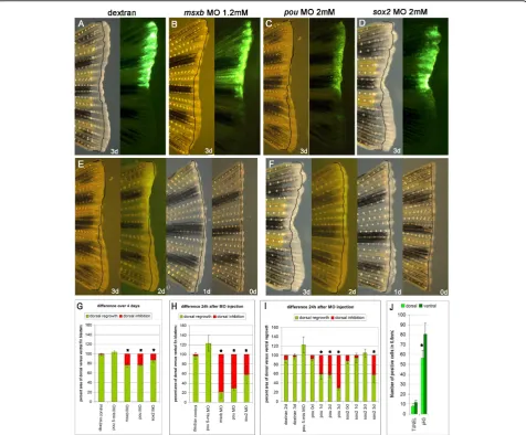 Figure 4 Morpholino injection into zebrafish caudal fins. A-D) Bright field and fluorescence picture of a dextran (A) msxb MO (B) pou MO(C) and sox2 MO (D) injected and electroporated fin: injections were done into the dorsal half of a 3 dpa blastema and p