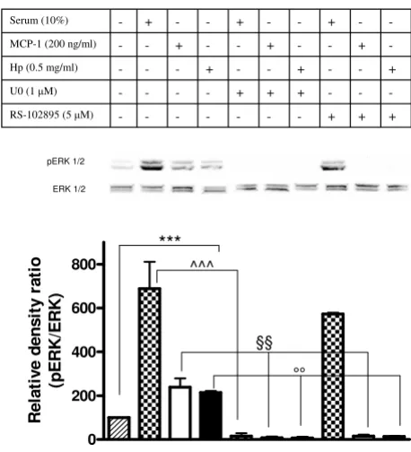 Figure 7kinase (ERK) activation in monocytes0.01 versus MCP1 stimulated cells, °°Haptoglobin (Hp) induces extracellular signal-regulated Haptoglobin (Hp) induces extracellular signal-regu-lated kinase (ERK) activation in monocytes