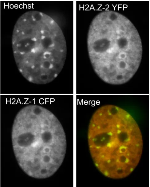 Figure 2in mouse embryonic fibroblastsFluorescence microscopy of H2A.Z-1 and H2A.Z-2 variants Fluorescence microscopy of H2A.Z-1 and H2A.Z-2 variants in mouse embryonic fibroblasts